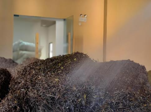 ?普洱熟茶渥堆發(fā)酵過程中，哪些微生物做出“巨大貢獻(xiàn)”？