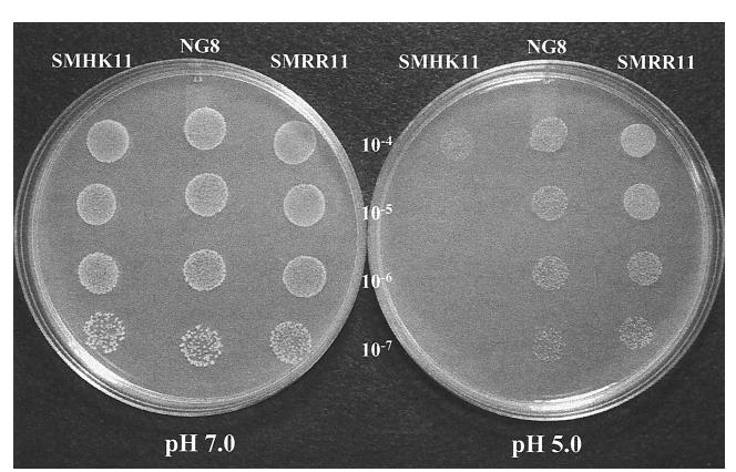HK/RR11雙組分系統(tǒng)調(diào)控變形鏈球菌生物膜形成與酸耐受性的機(jī)制研究（四）