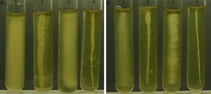 生長(zhǎng)曲線分析儀應(yīng)用于食源性致病菌冷休克蛋白多效性研究