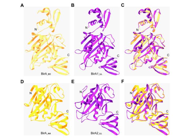 乳酸乳球菌生物素獲取途徑的冗余性與進(jìn)化啟示（三）