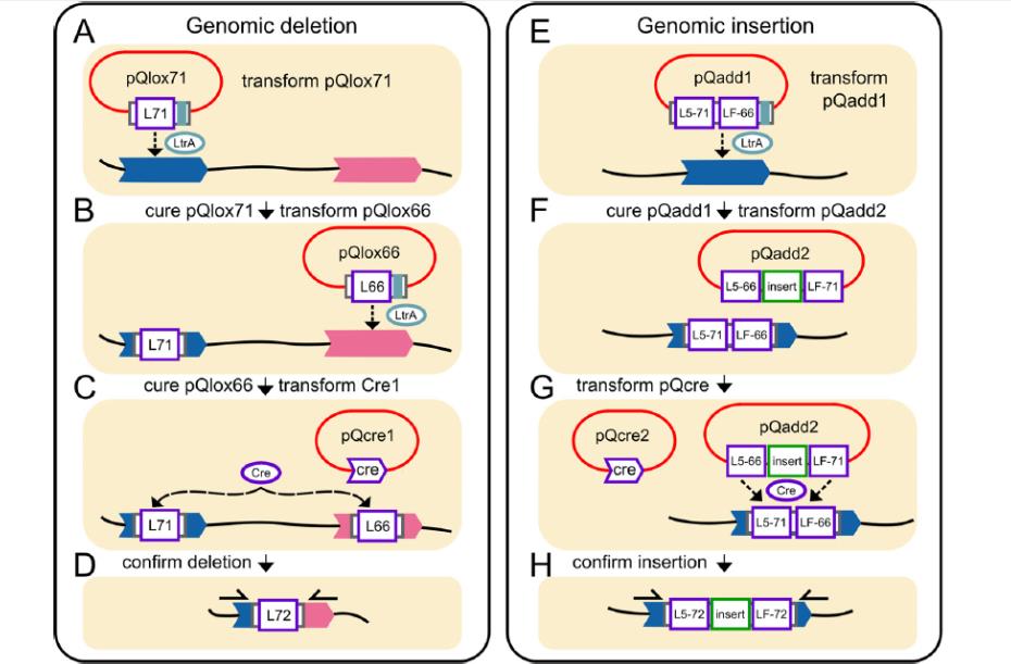 微生物生長曲線儀揭示原噬菌體刪除對碳源代謝的負(fù)面影響