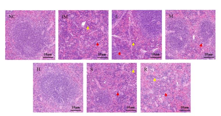 蜂王漿促進(jìn)副干酪乳桿菌JY091生長并協(xié)同激活巨噬細(xì)胞與T細(xì)胞功能