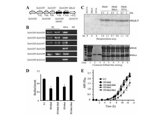 微生物生長曲線分析儀助力嗜麥芽窄食單胞菌組氨酸激酶庫的功能圖譜繪制（四）