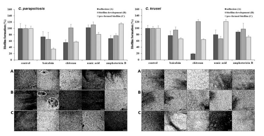 全自動微生物生長曲線分析儀應用：黃芩素與殼聚糖抑制酵母生物膜研究（二）