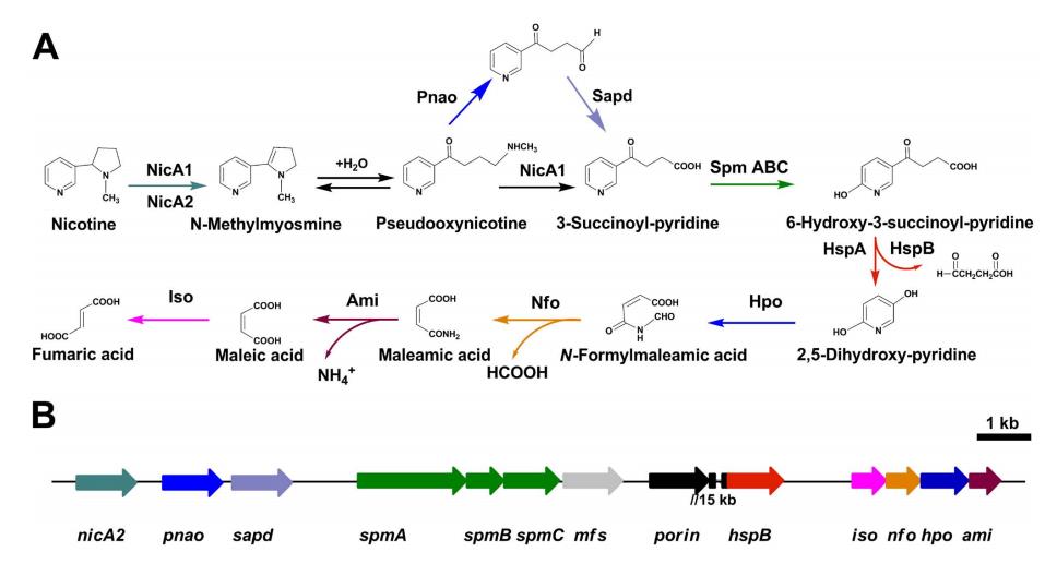 系統(tǒng)性解析惡臭假單胞菌S16中尼古丁降解的分子機制（一）
