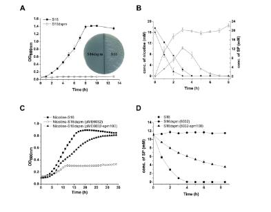 系統(tǒng)性解析惡臭假單胞菌S16中尼古丁降解的分子機制（四）